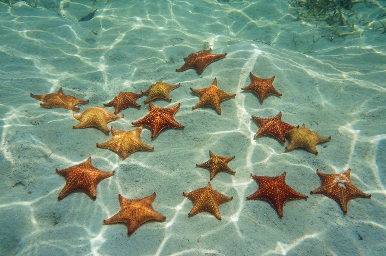 Alcune stelle marine sul fondo sabbioso a Bocas del Toro