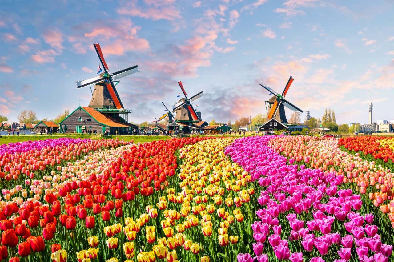 Les moulins à vent de Zaanse Schans en fond et des champs de tulipes colorées au premier plan, une excursion à faire lors de votre séjour à Amsterdam