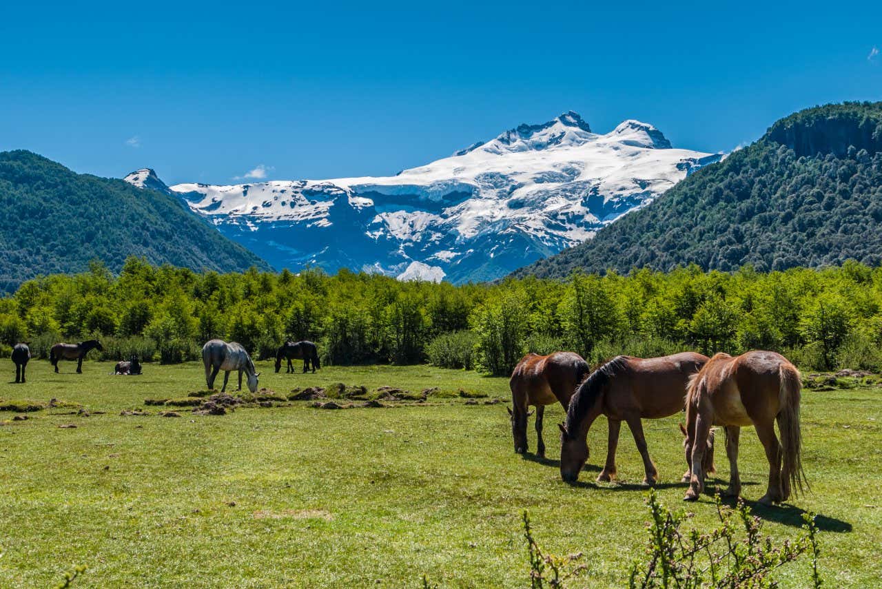 Cavalli selvatici al pascolo con una montagna innevata sullo sfondo