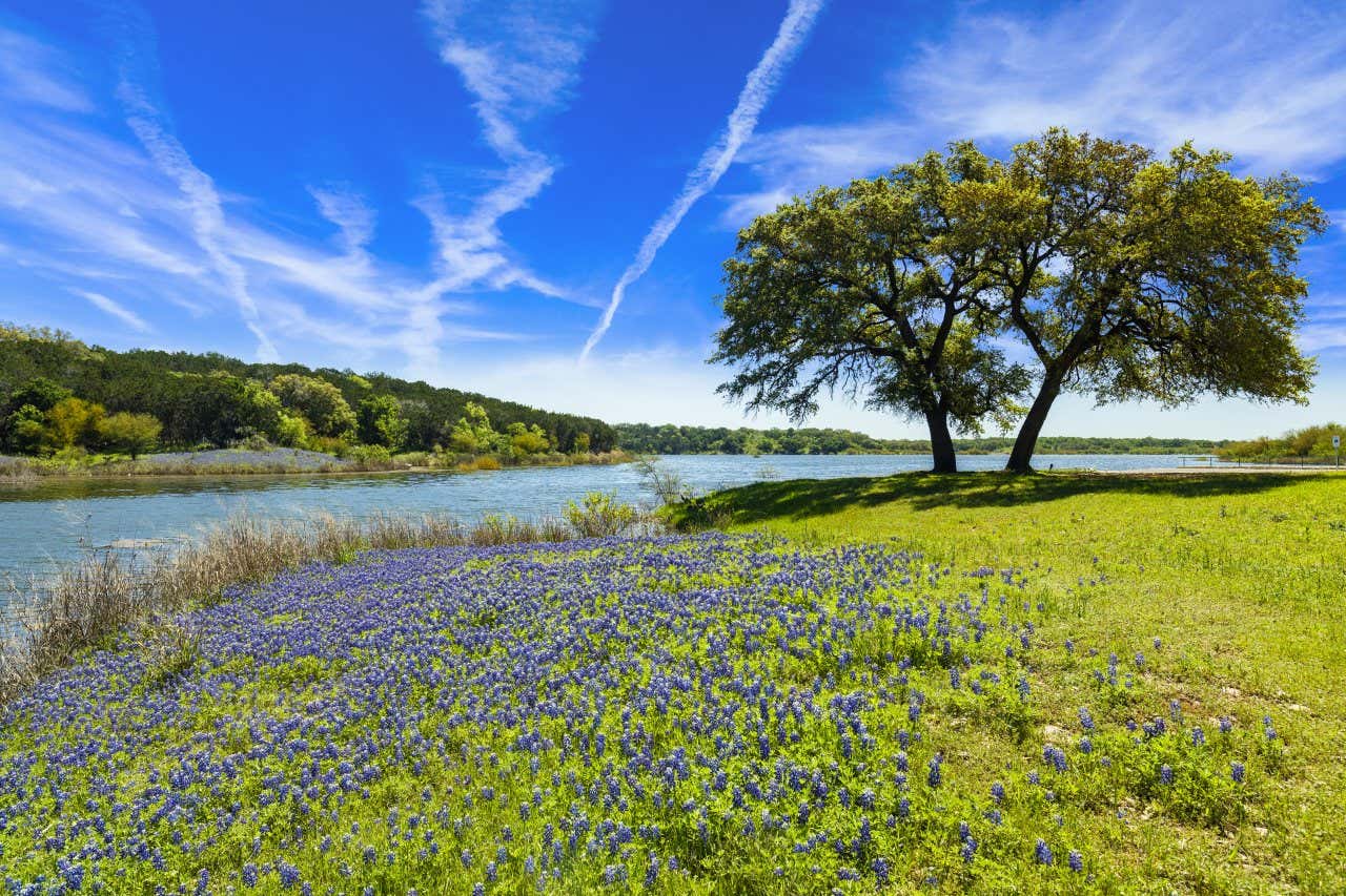 Un campo de lavandas en un rancho de Texas Hill Country