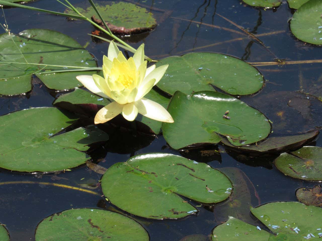 Primo piano di una ninfea gialla tra le foglie, in un lago del Giardino Botanico di San Paolo