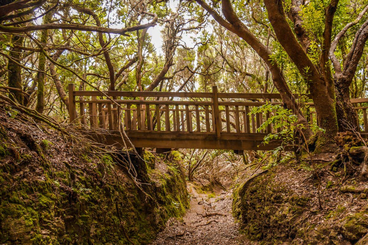 Un puente de madera en mitad de un sendero de frondosa vegetación en un bosque de Anaga, en Tenerife