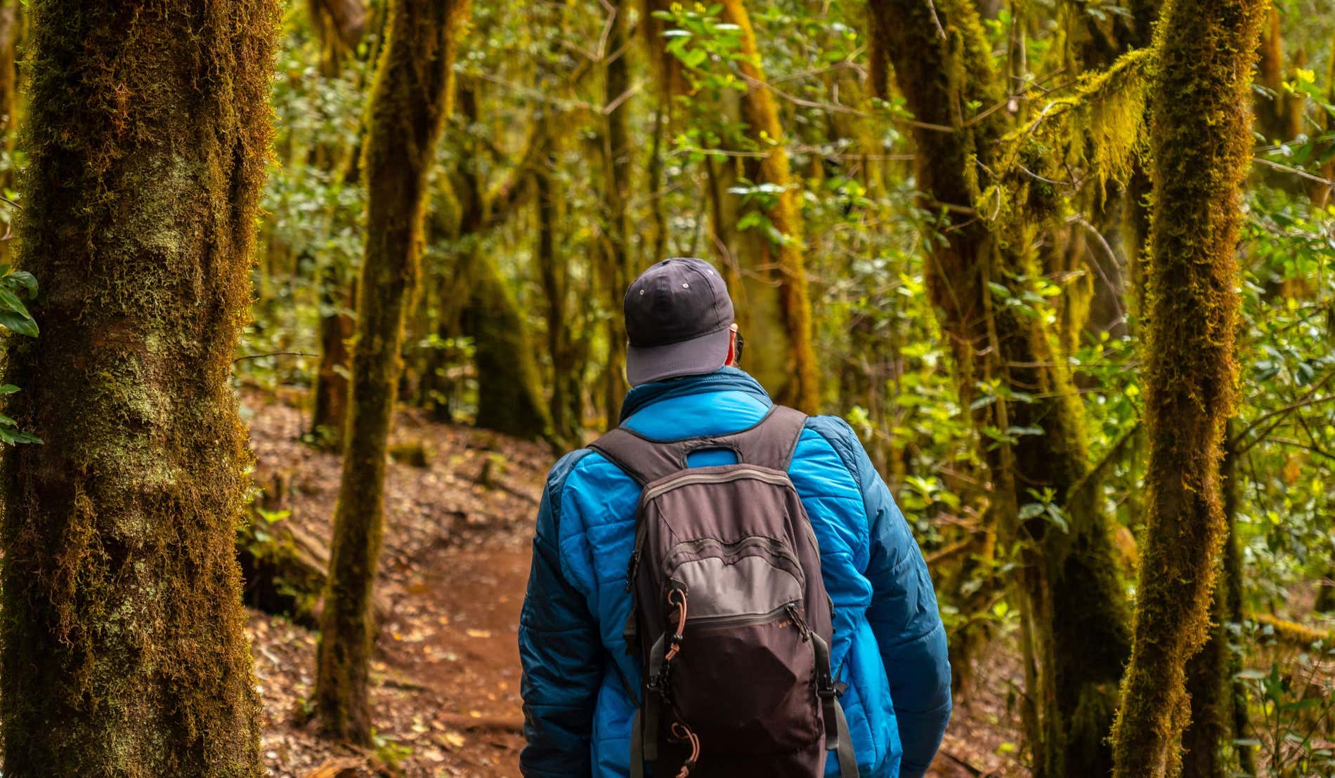 Un uomo con uno zaino, di spalle alla telecamera, attraversa un sentiero nel mezzo di una fitta foresta