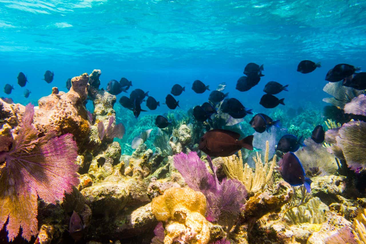 Multiple fish swimming around the Mesoamerican Barrier Reef.