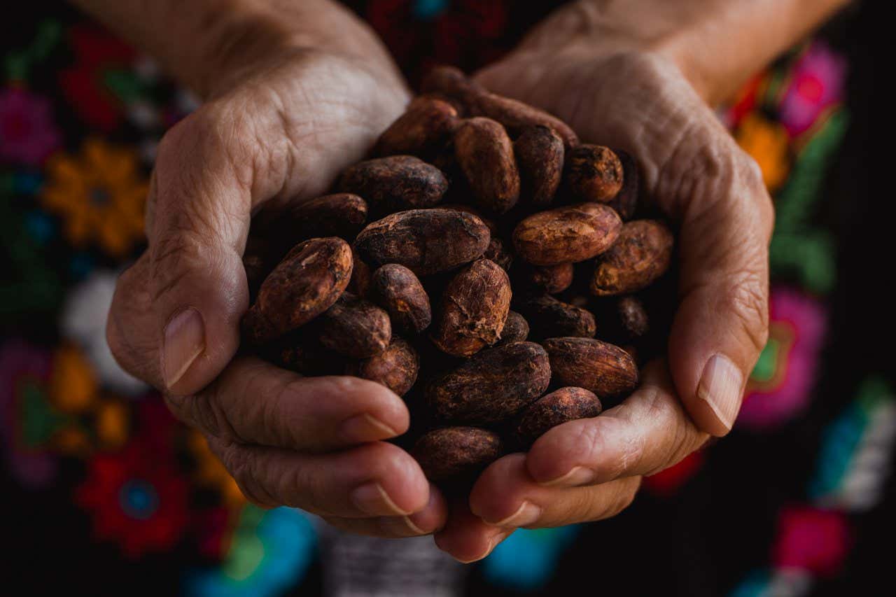 A close-up of someone's hands holding cocoa beans