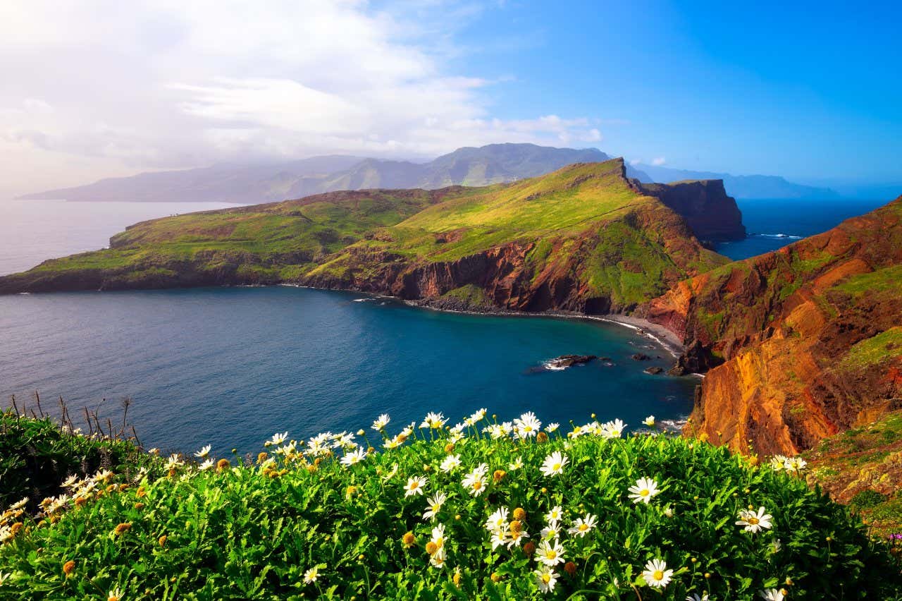 View of a Madeira landscape, with flowers in the foreground