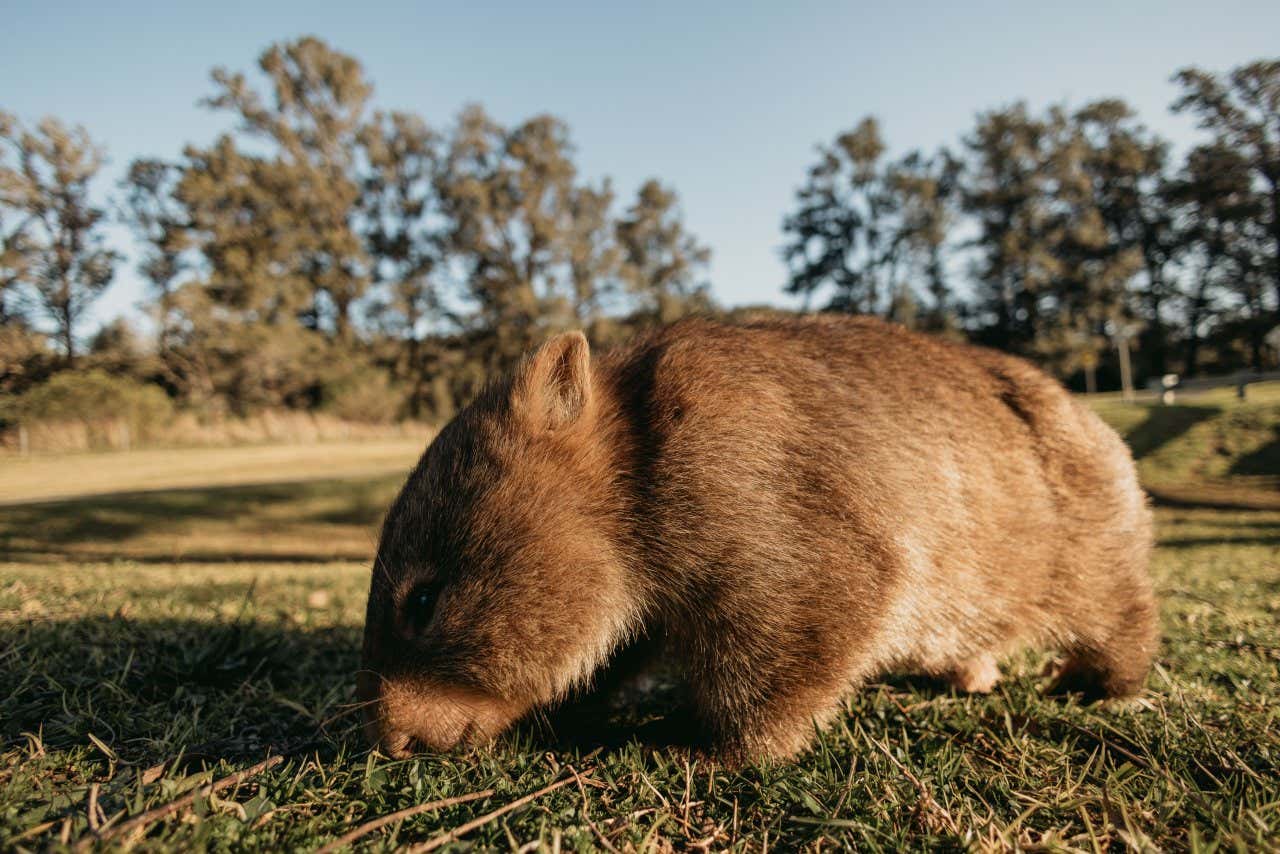 A close-up of a small wombat eating grass, with blurry trees visible in the background.