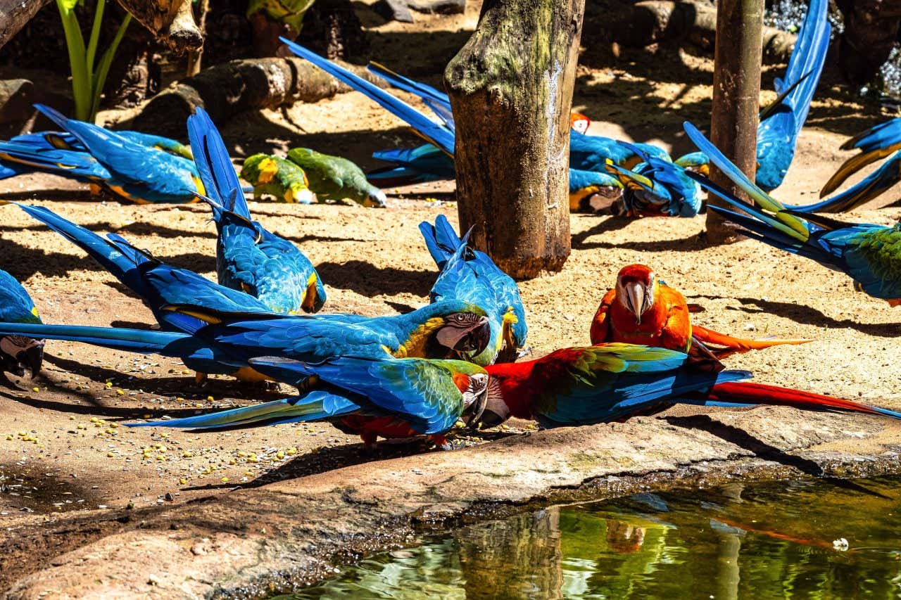 Aras bleus et rouges se nourrissant dans le sanctuaire du Parque das Aves