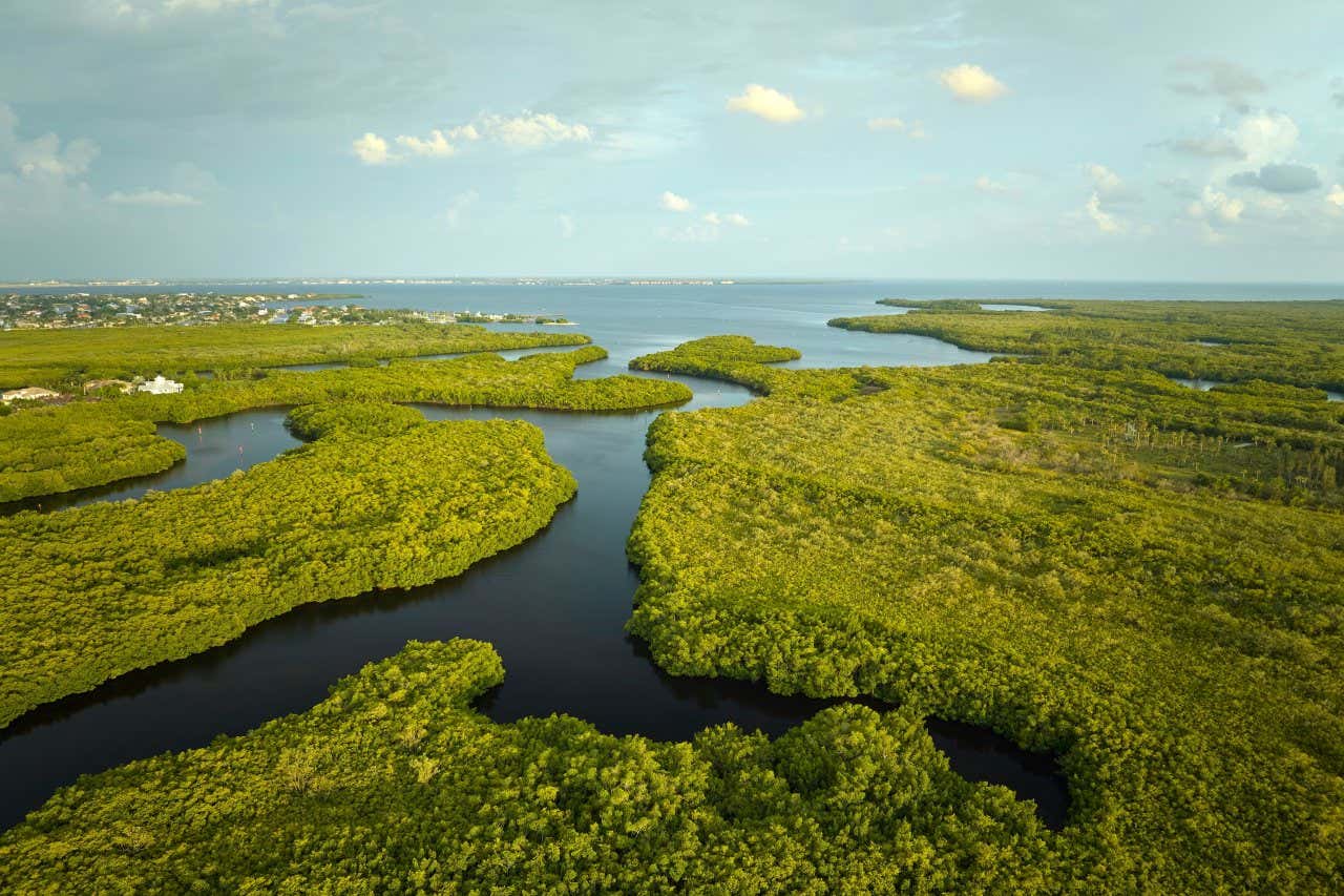 Paysages verdoyants des Everglades avec la mer en fond