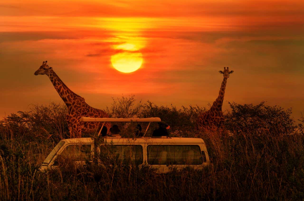 Plusieurs personnes à bord d'un véhicule devant deux girafes se baladant dans la savane au coucher du soleil