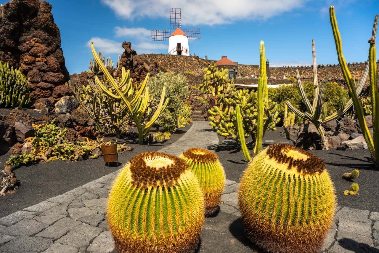 A view of cactuses within César Manrique's Cactus Garden, with a windmill in the background, backed by a blue sky.