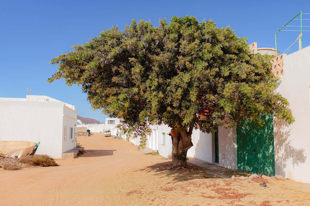 A sand path in La Graciosa, with a tree in the foreground, and white buildings lining the streets, and a blue sky in the background.