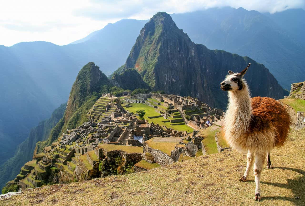 Panoramic view of Machu Picchu with a llama in the foreground