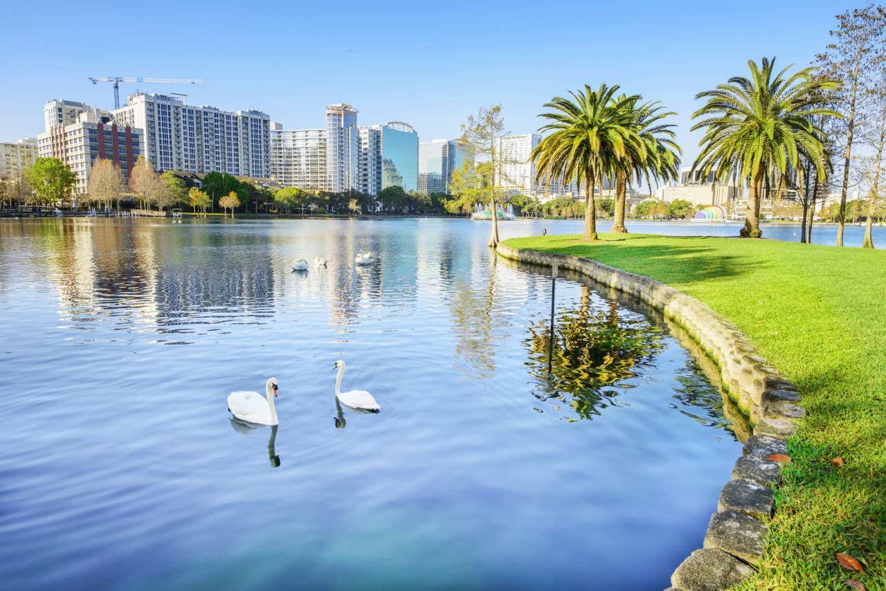 Multiple swans on a lake with a park on one side and the city on the other.