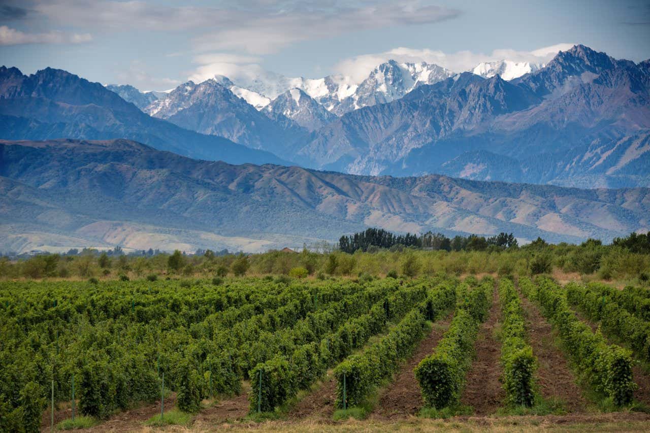 Paisagem de vinhedos em Mendoza com a Cordilheira dos Andes ao fundo