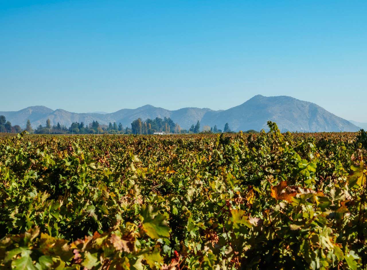 Panorâmica dos vinhedos da vinícola Concha y Toro com as montanhas ao fundo