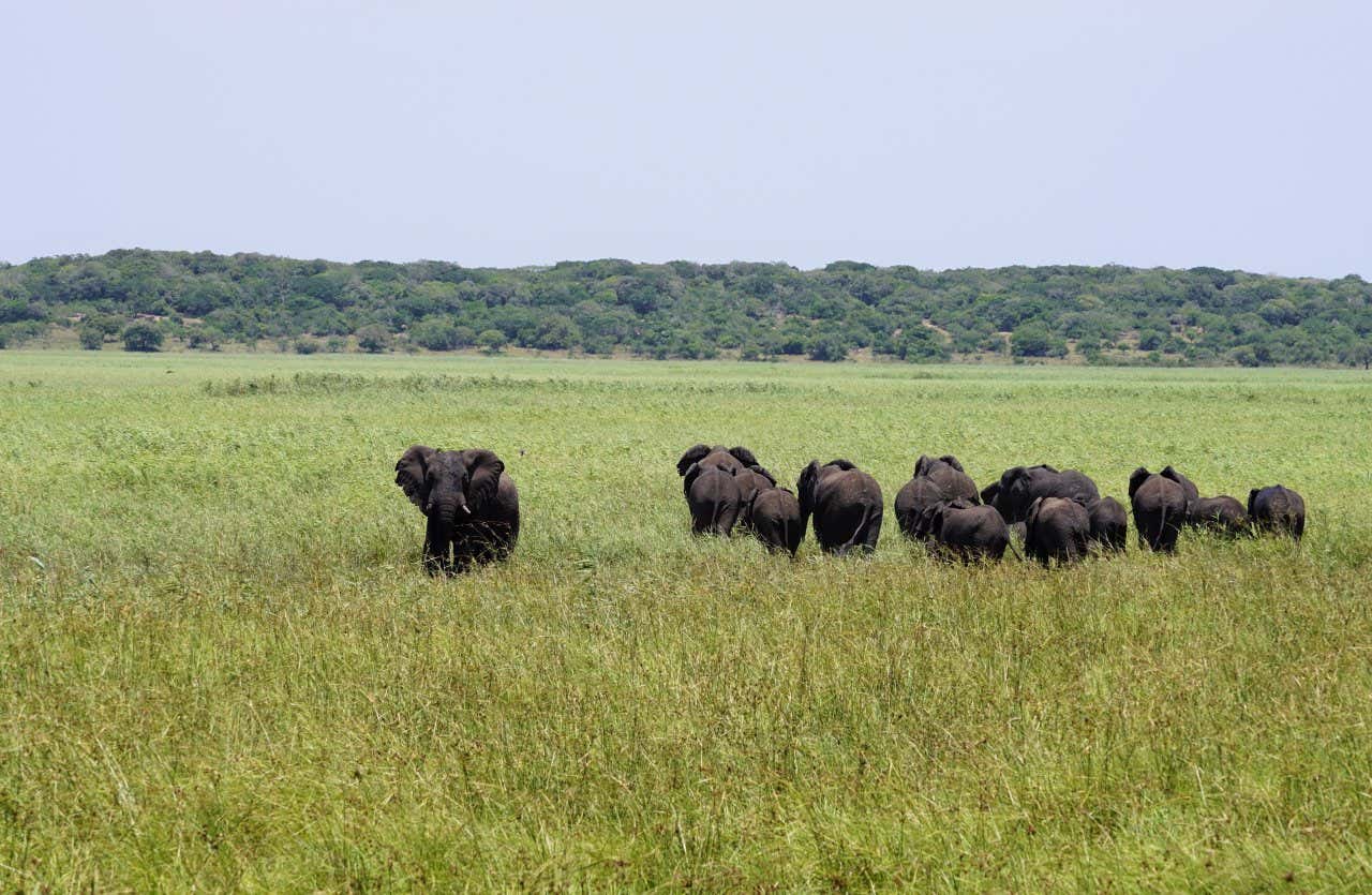 A herd of elephnats walking through tall green grass in the Maputo Special Reserve on an overcast day.