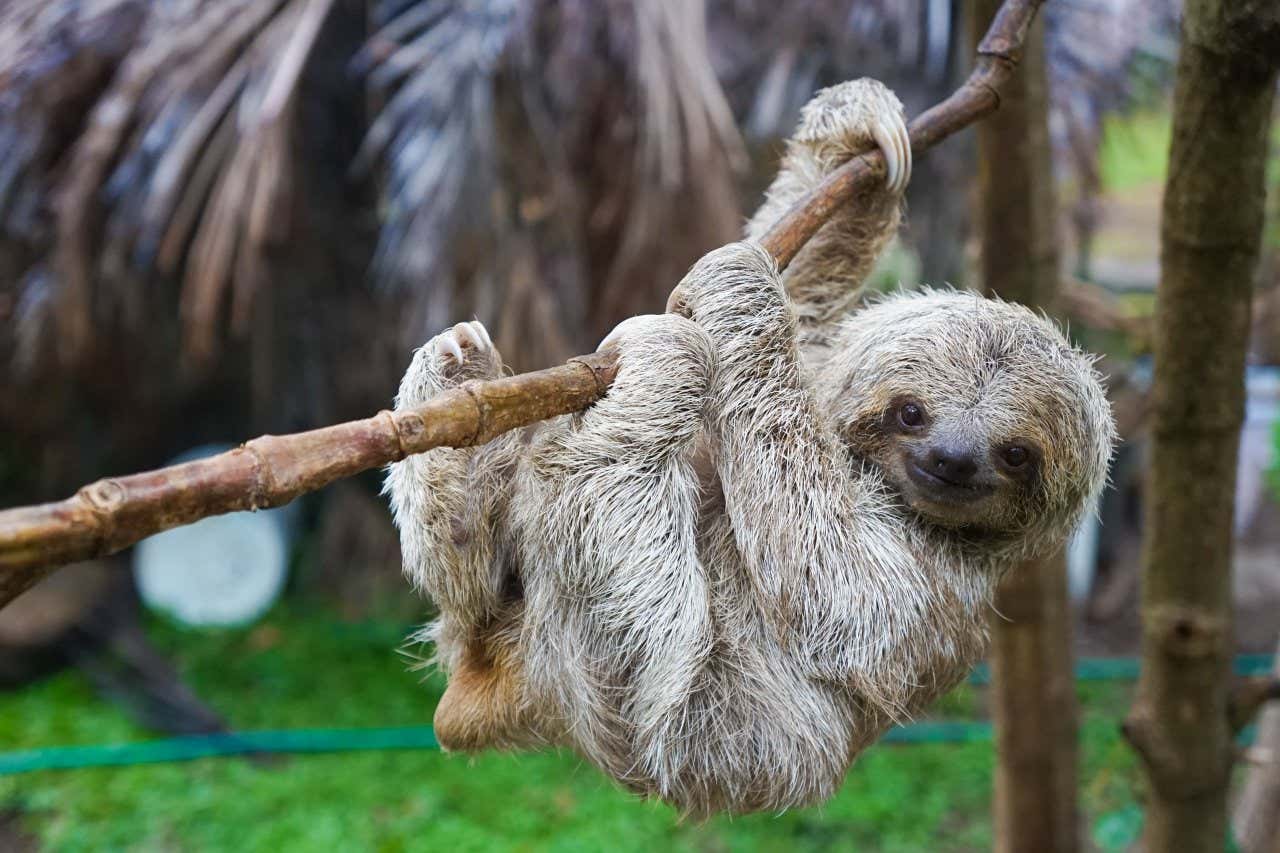 Un paresseux gris s'accrochant à une branche