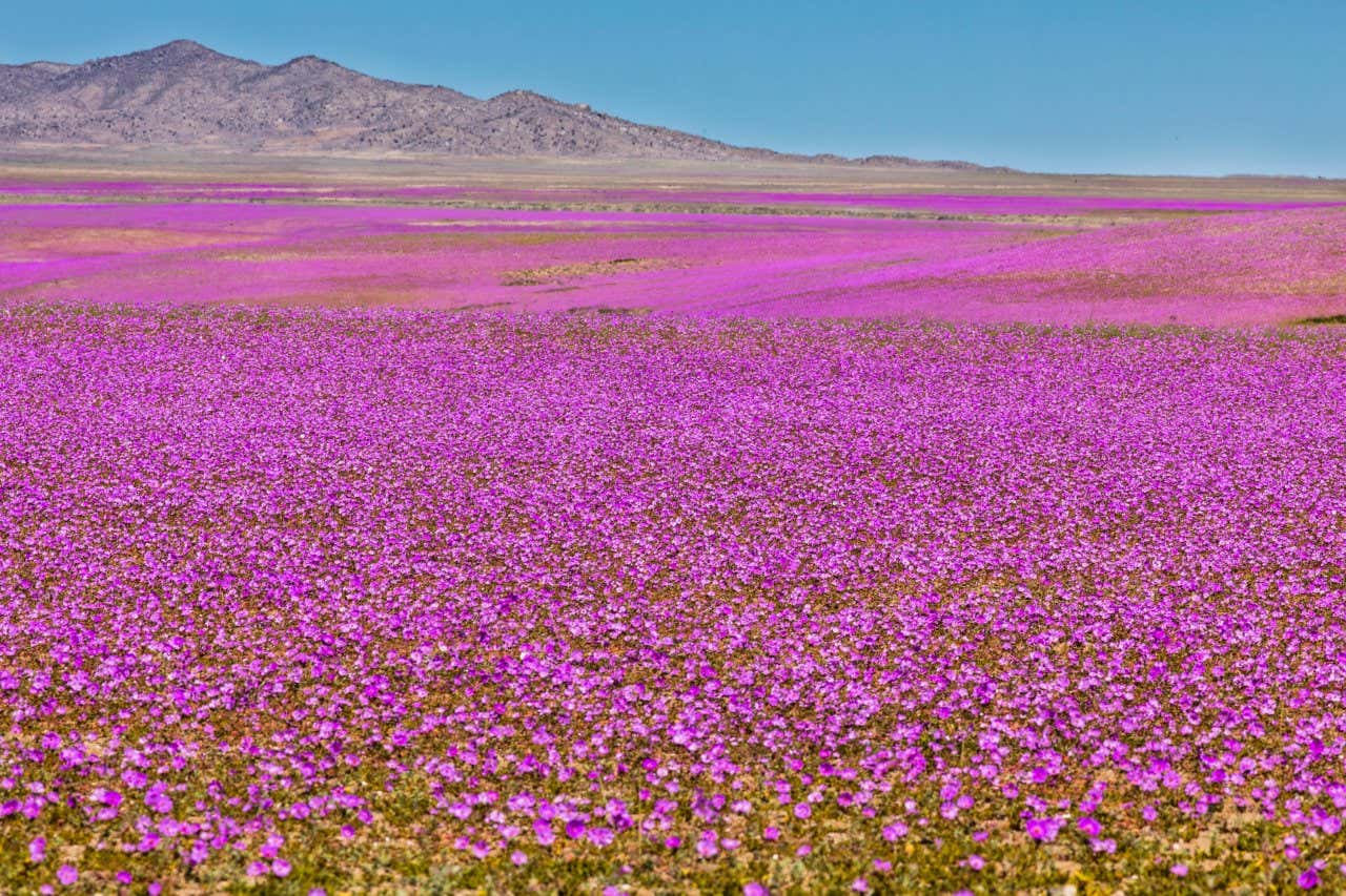 Deserto do Atacama florido com montanhas ao fundo