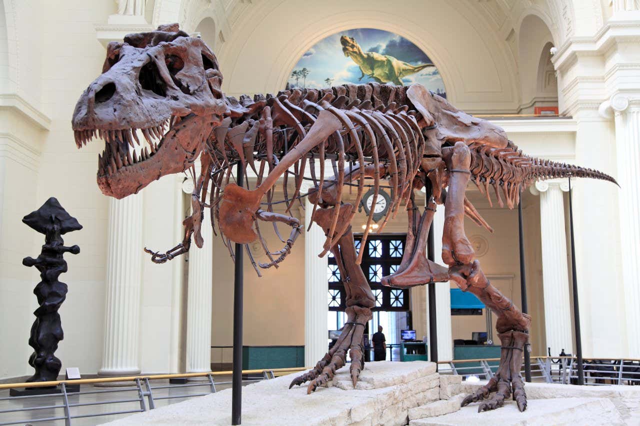 Vista do esqueleto de Sue, o Tiranossauro Rex, em exposição no saguão do Field Museum no Museum Campus de Chicago