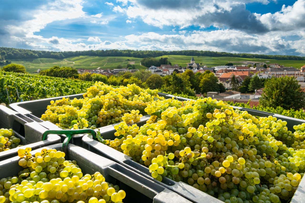 Des caisses remplies de raisin lors de la récolte dans les vignes, avec le village de Mesnil-sur-Oger en arrière-plan, un village de la Route touristique du champagne