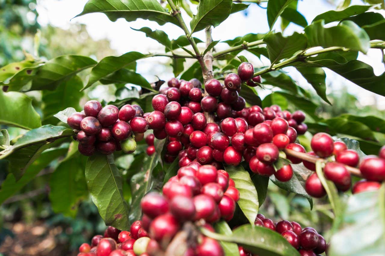 A close up of red Guatemalan coffee beans on a bush.