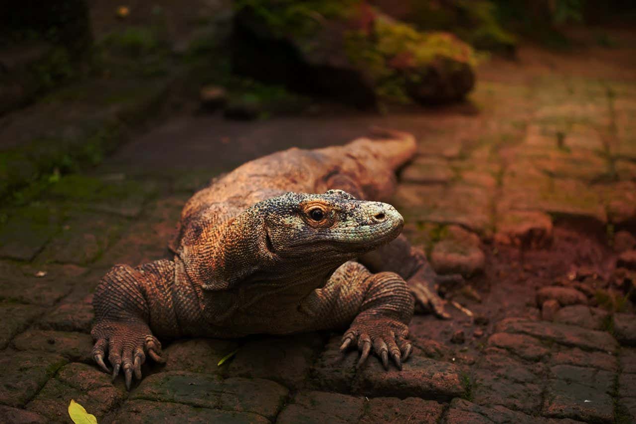 Un primer plano de un dragón de Komodo, mirando a su izquierda, sobre un suelo de ladrillo.