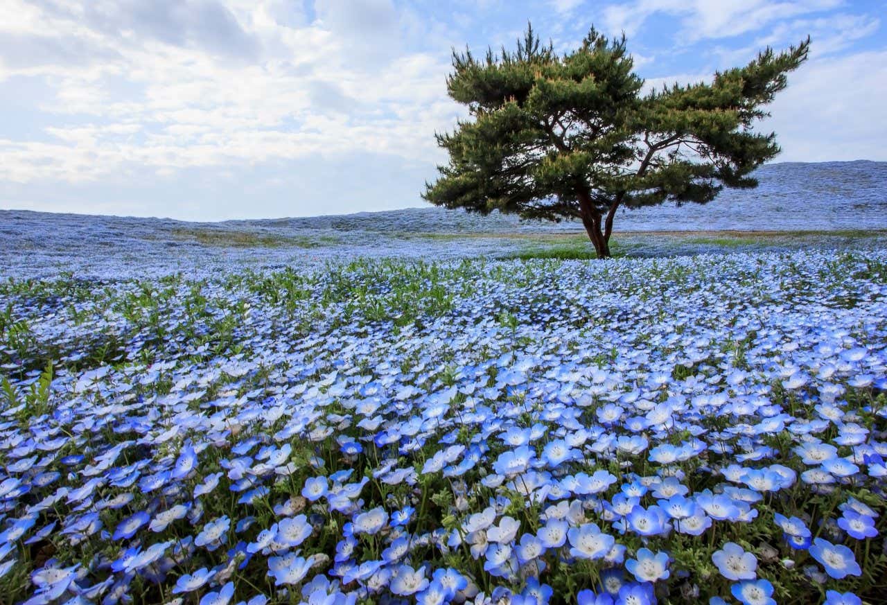 Bela vista dos campos de flores de nemophila azul com uma árvore ao centro