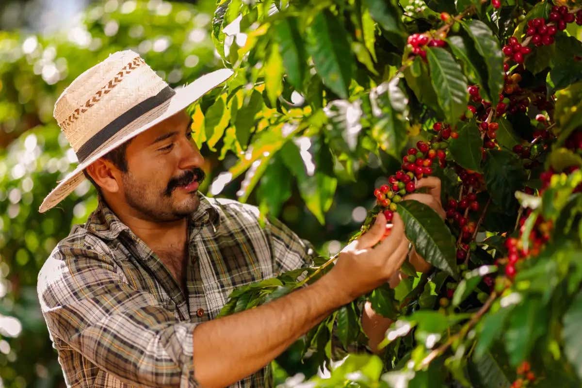 Um agricultor de chapéu colhendo os grãos café em um cafezal 