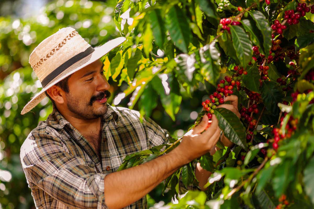 Un hombre con sombrero recolectando granos de café en un cafetal