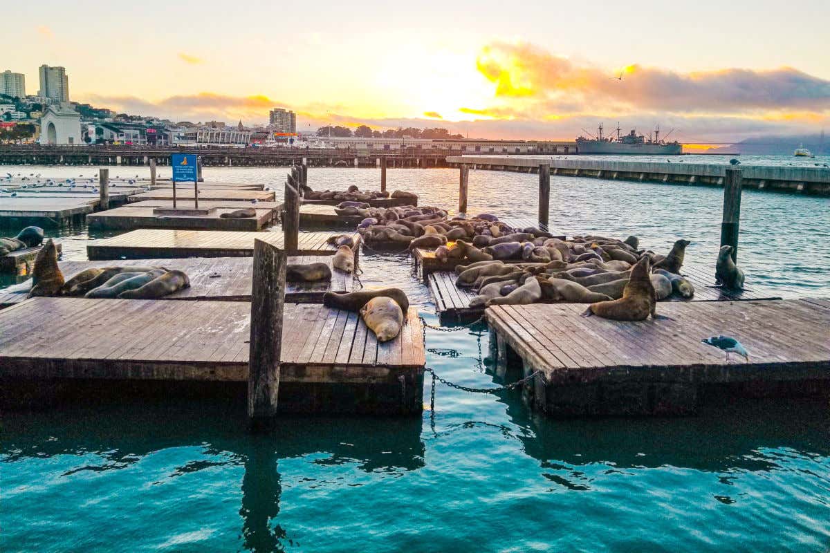 Several sea lions lying on floating wooden planks at Pier 39 at Fisherman's Wharf.