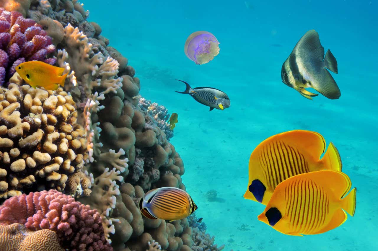 Some colorful tropical fish swimming next to a reef in Punta Cana