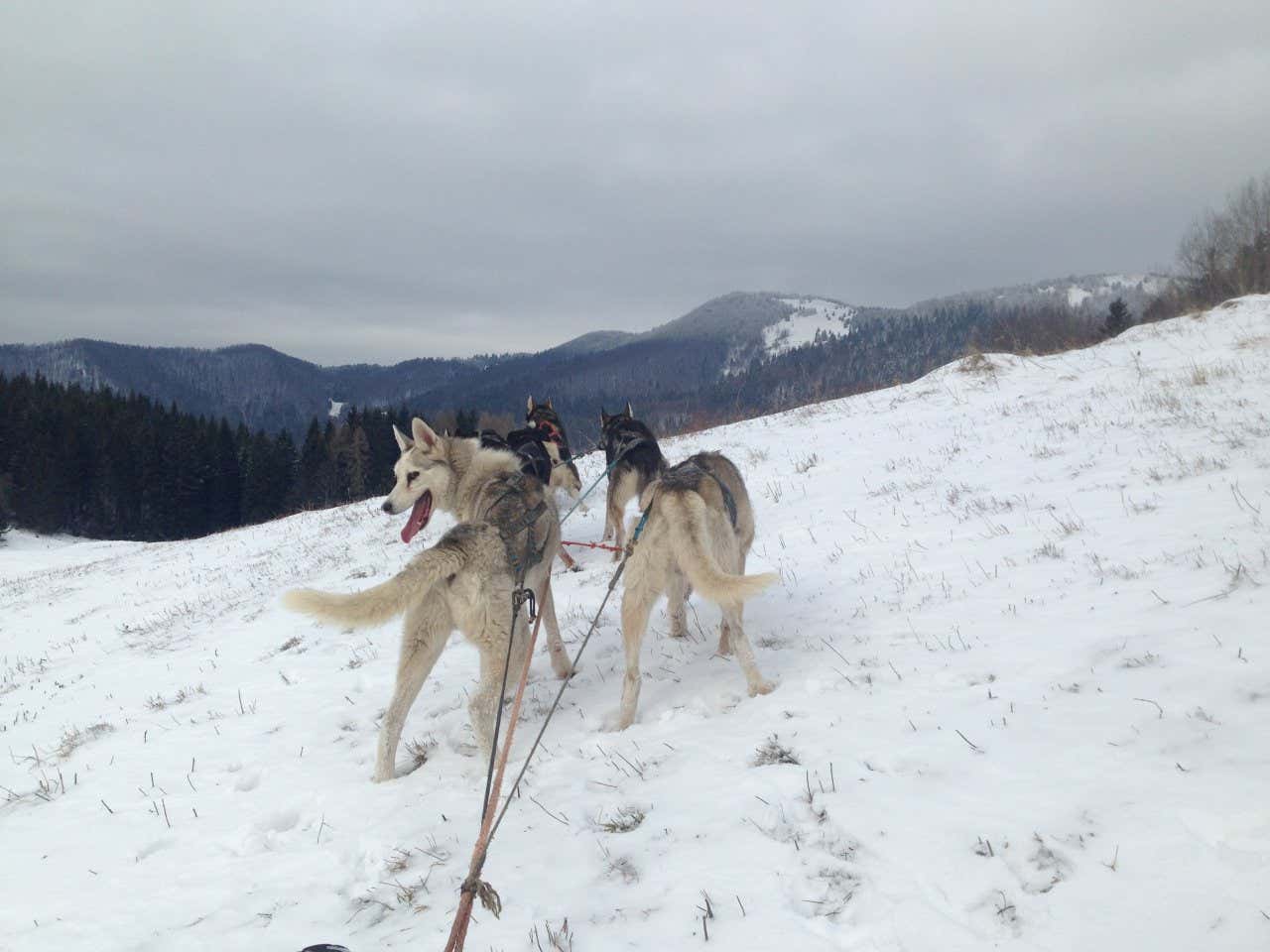 A group of husky dogs in front of the camera, with a cloudy grey sky in the background.