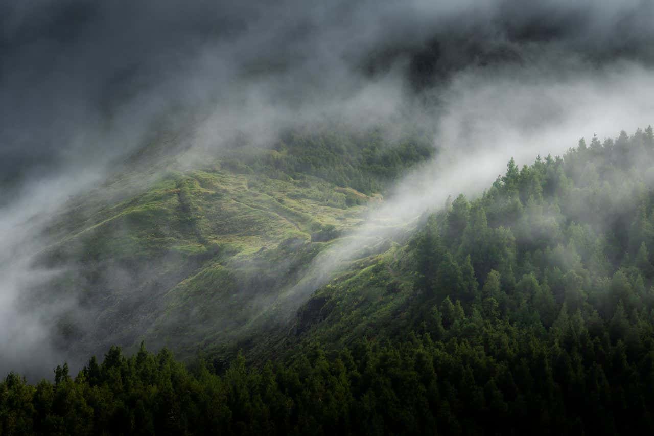 Un bosco rigoglioso ricoperto di fitta nebbia bianca