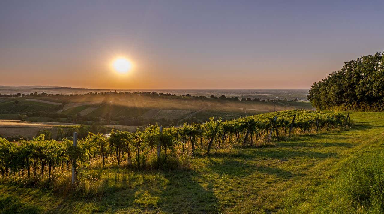 Tramonto su un vigneto e sulle verdi colline dei Colli bolognesi vicino a Bologna