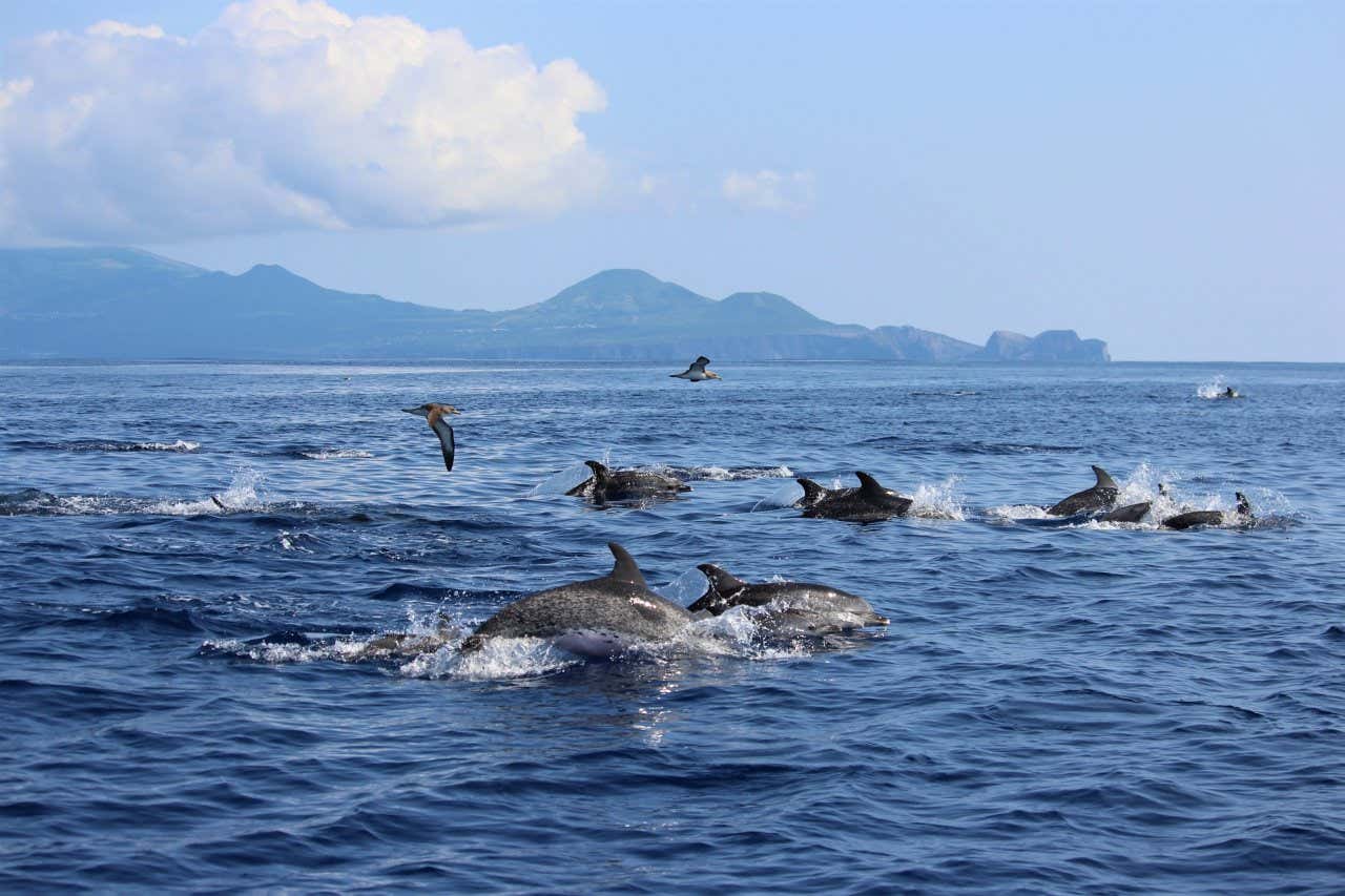 Un gruppo di delfini affiora dall'Oceano vicino alla costa delle Azzorre con alcuni gabbiani che sfiorano il pelo dell'acqua