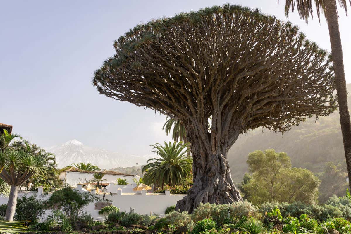 Tenerife's ancient dragon tree surrounded by other trees and with the snow-capped volcano Teide in the background.