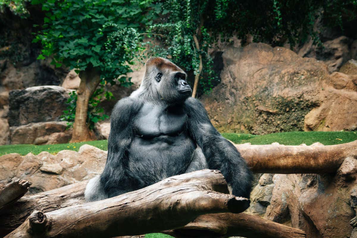 A gorilla sitting by some logs in the Loro Parque.