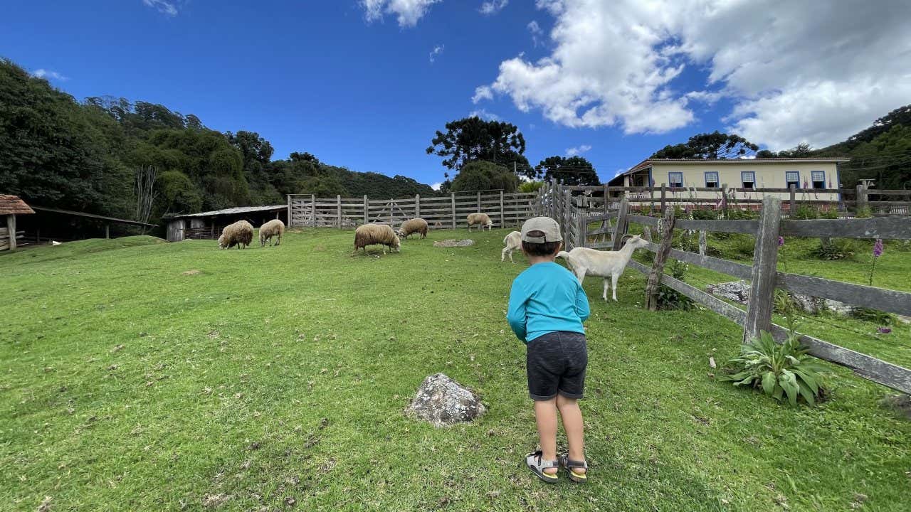 Uma criança observando diversas ovelhas em um cercado em uma paisagem de fazenda