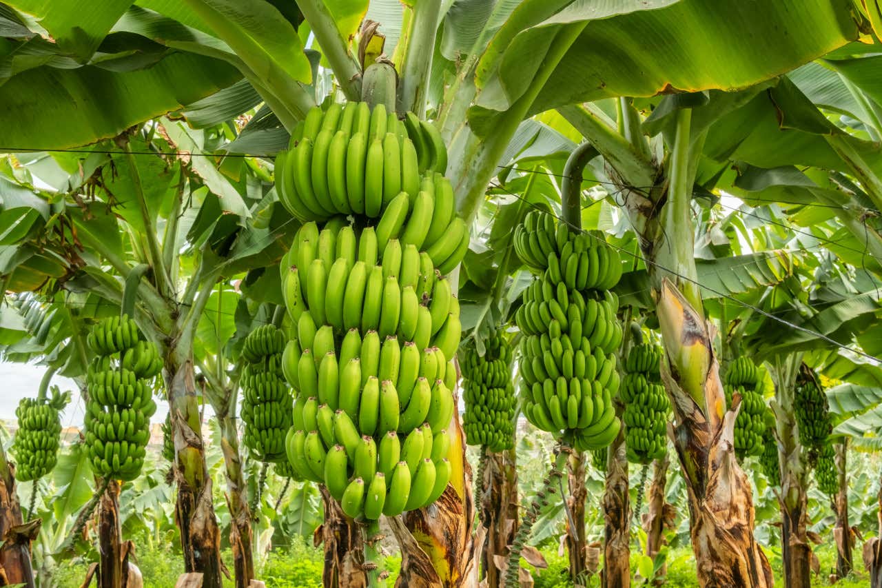 Una rama de plátano canario verde en mitad de una plantación