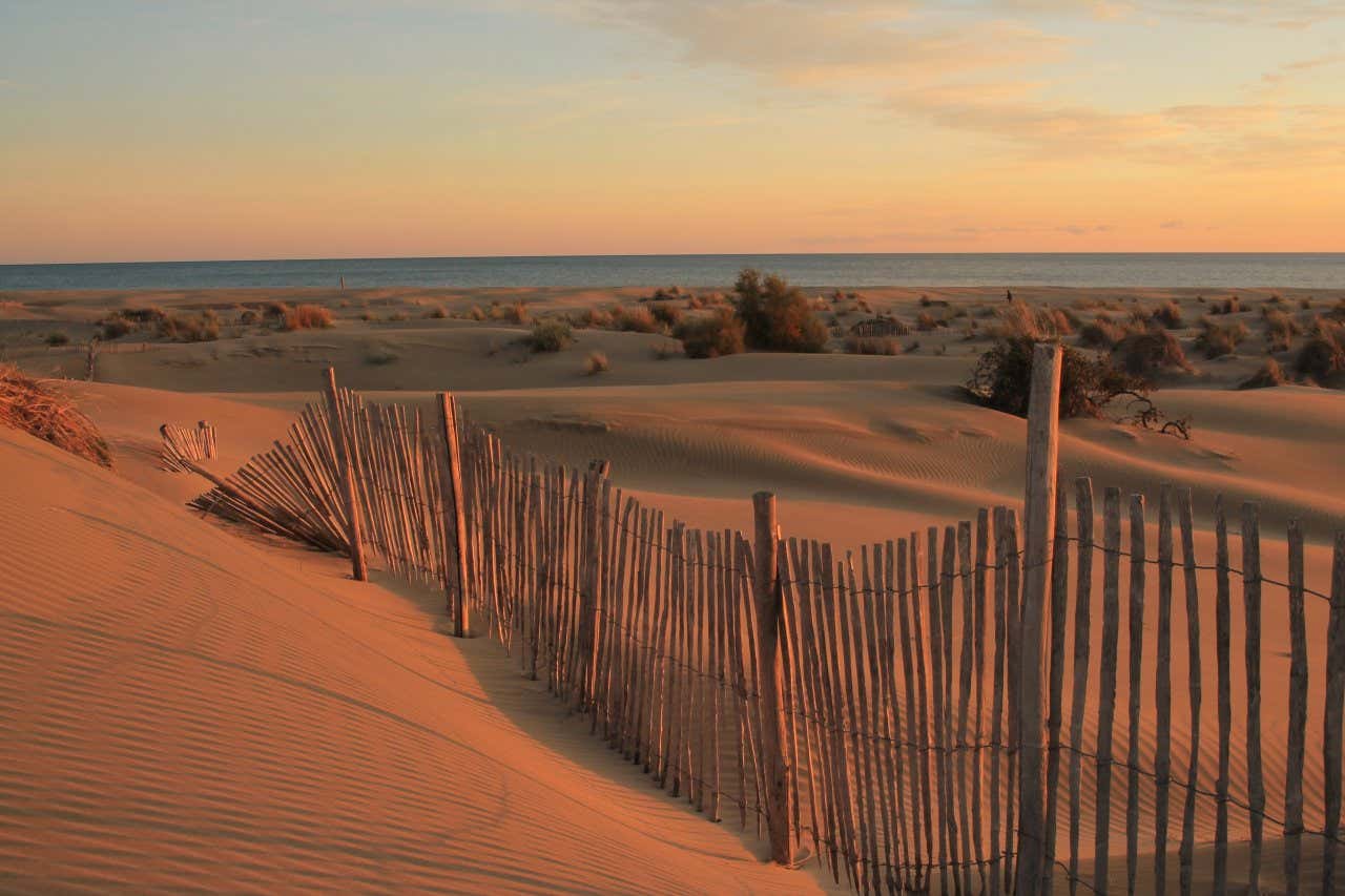 Plage sauvage de l'Espiguette au coucher du soleil, végétation dans les dunes