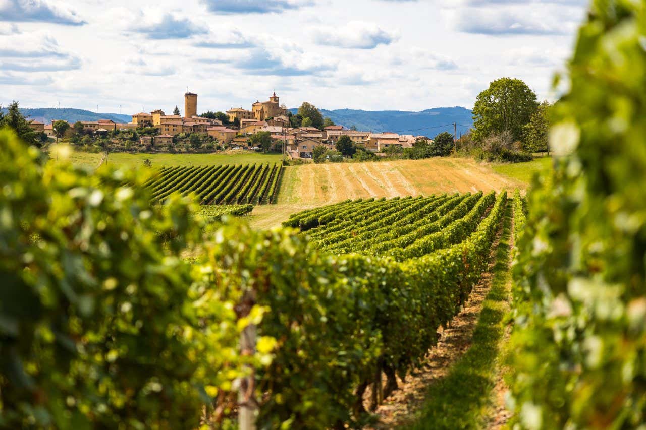 Vignoble en premier plan et village médiéval de Oingt en arrière-plan, une excursion à faire si vous visitez Lyon