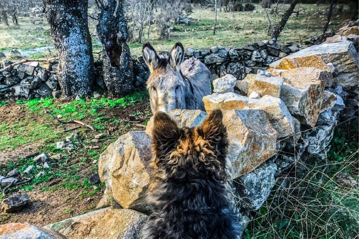 Un cane e un asino si guardano in una fattoria nella Sierra di Madrid