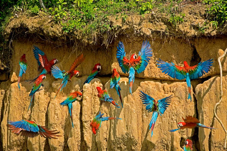 Guacamayos en el Parque Nacional del Manu