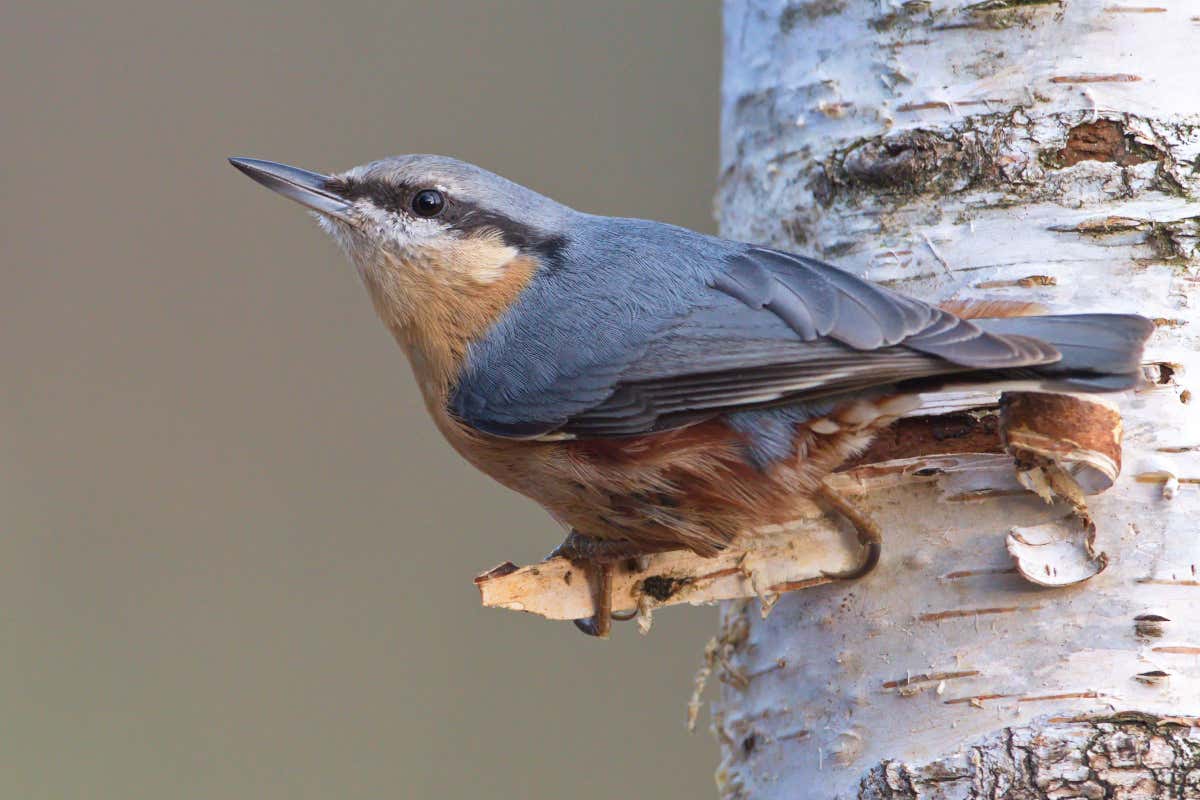 Pájaro de color azul sobre un árbol