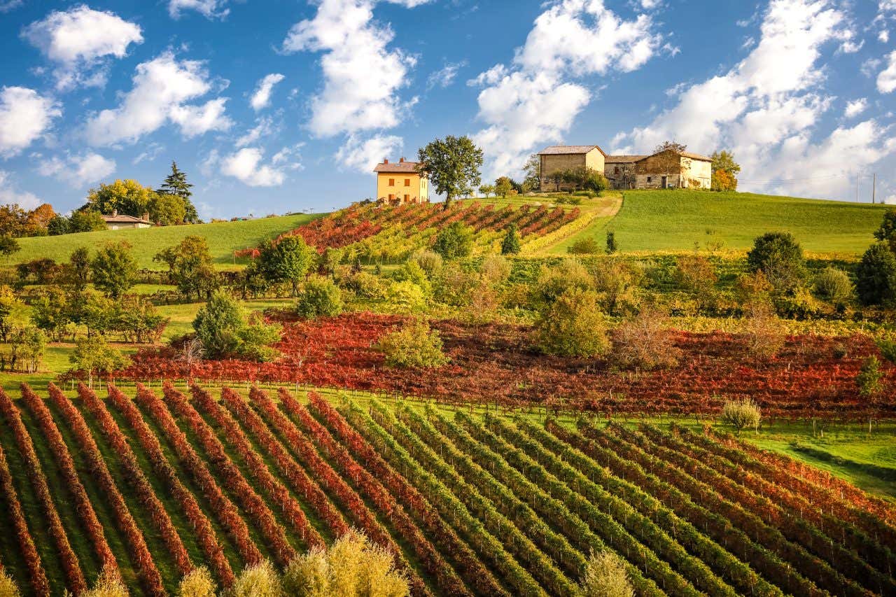 Paysage bucolique d'Émilie-Romagne avec des vignes, un incontournable si vous visitez les alentours de Bologne