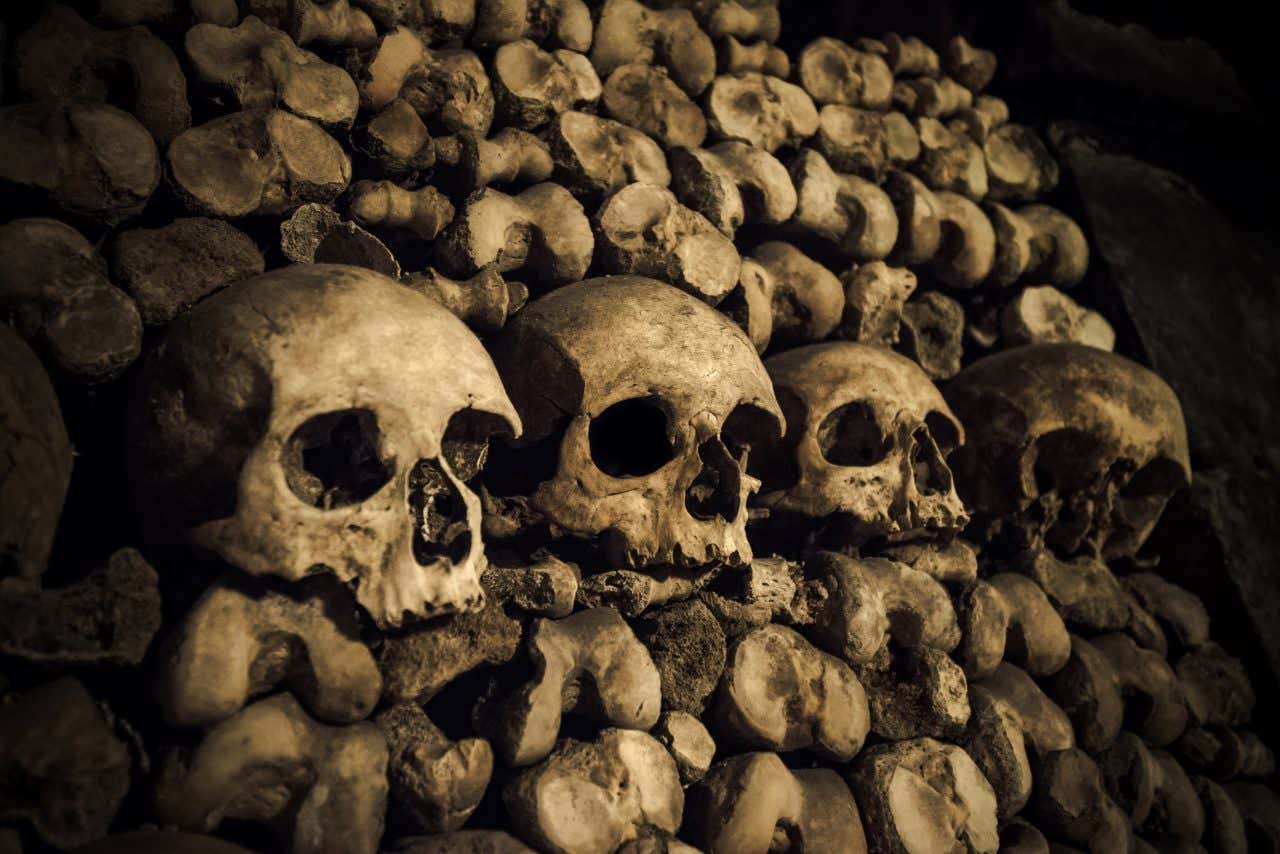 Gros plans sur des crânes encastrés dans un mur des catacombes de Paris