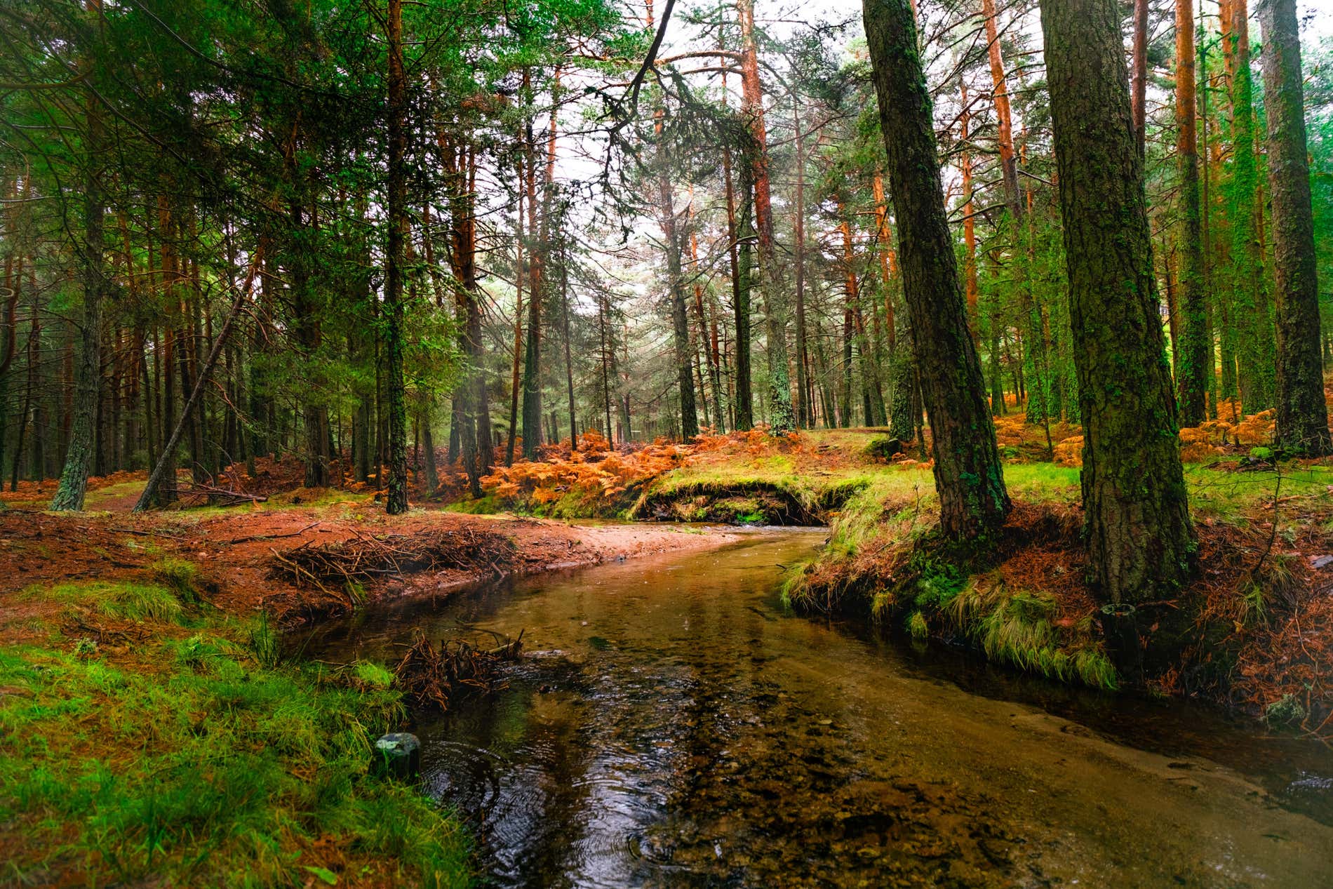 Un ruscello che passa tra gli alberi nella Sierra de Guadarrama in autunno 