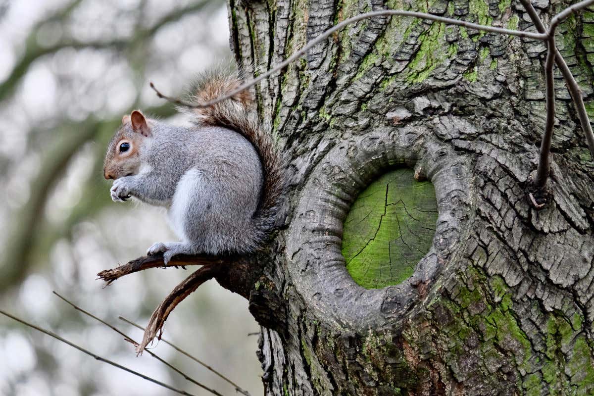 Una ardilla posada en un árbol sin hojas