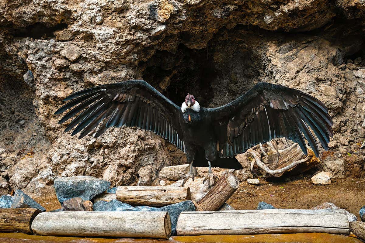 Un ave de gran tamaño y plumas negras abriendo sus alas mientras se pona en unos troncos junto a una cueva